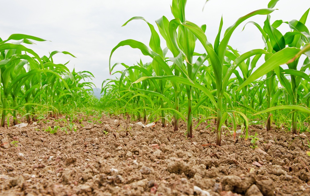 Crop Rotation and Diversity